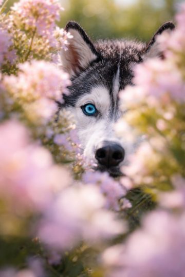 Husky Peeking Through Flowers Soft Bokeh Wallpaper