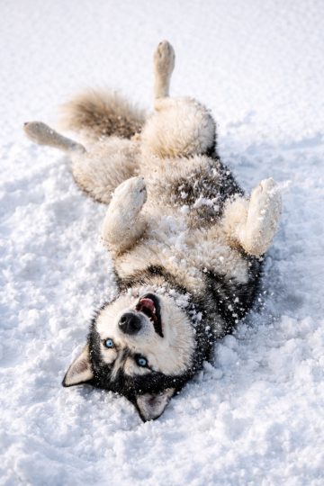 Husky Rolling On Back Snow Playful Wallpaper