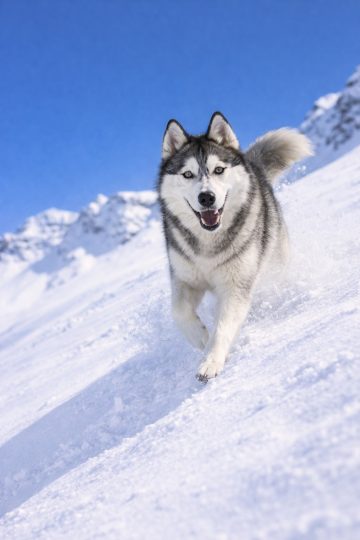 Husky Running Through Snow Close Action Wallpaper