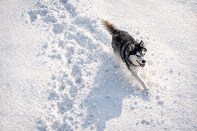 Husky Running Top View Snow Tracks Wallpaper
