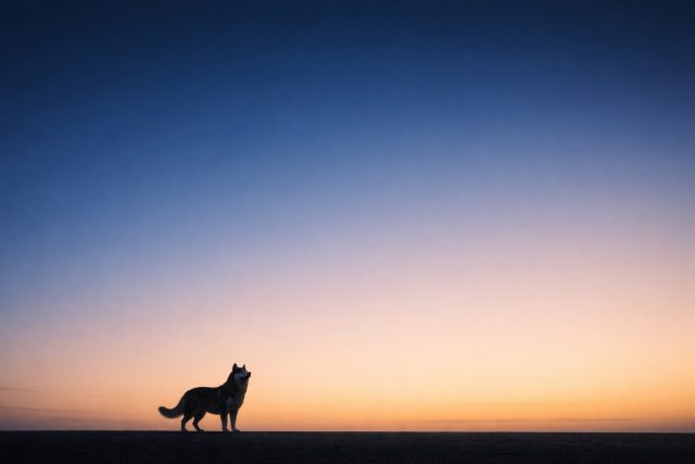 Husky Small Silhouette Wide Sunset Wallpaper