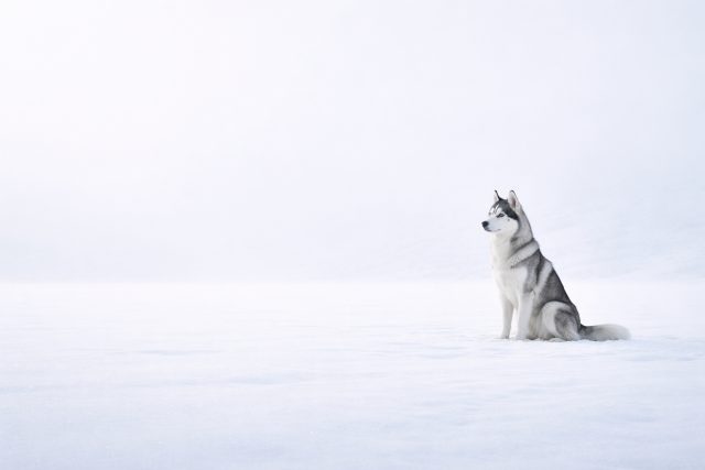 Husky Sitting Alone in Minimal Snow White Horizon Wallpaper
