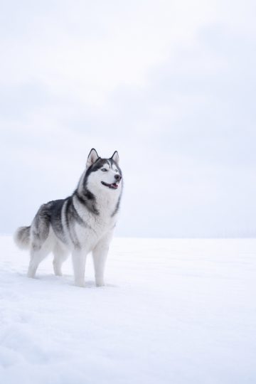 Husky Standing in Soft Snow Minimal White Landscape Wallpaper