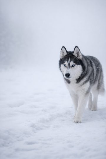 Husky Walking Through Snow in Minimal White Scene Wallpaper
