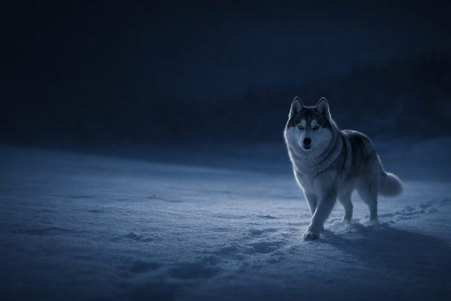 Husky Walking Through Snowy Night Forest in Blue Light Wallpaper