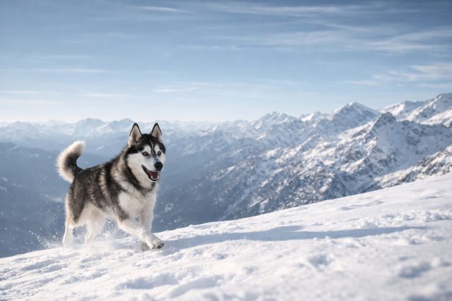 Husky in Wide Snow Mountain Landscape Wallpaper