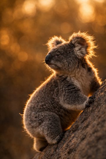 Koala Climbing Tree in Golden Light Wallpaper
