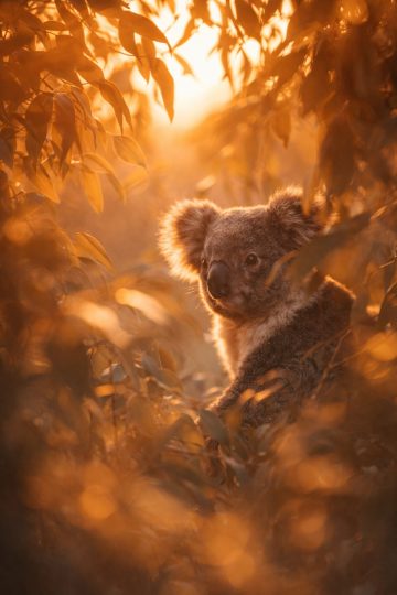 Koala Hidden Among Leaves with Backlight Wallpaper