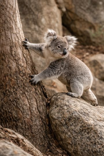 Koala Climbing Tree Among Rocks Wallpaper