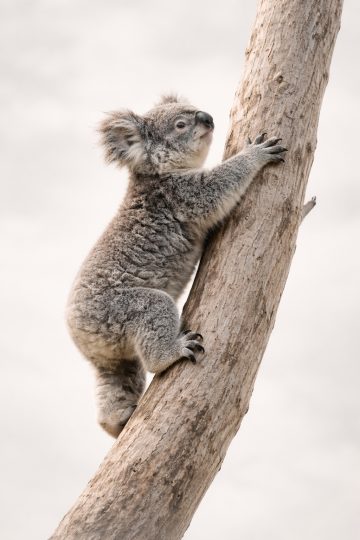 Koala Climbing Tree with Minimal Soft Background Wallpaper