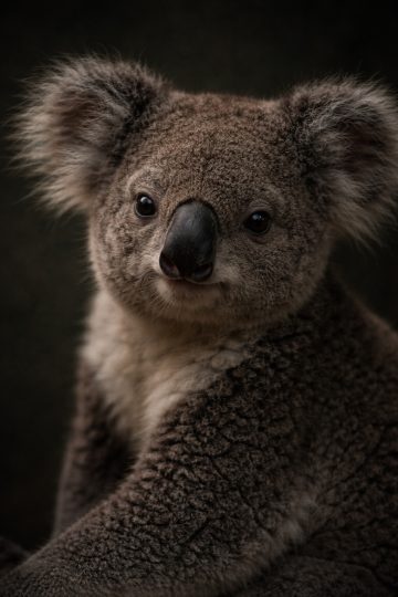 Koala Close Up Portrait in Deep Shadow Wallpaper