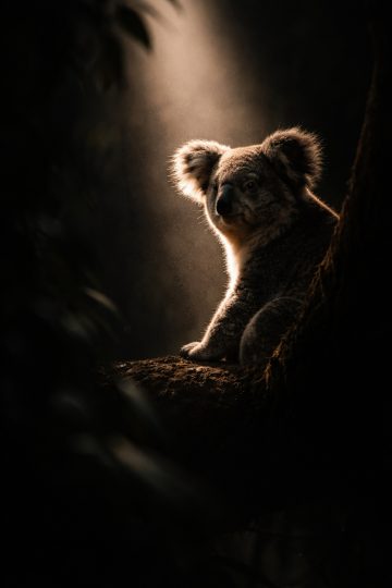 Koala in Dark Forest with Light Beam Wallpaper