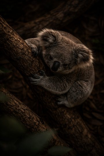 Koala Climbing Tree Top View in Dark Mood Wallpaper
