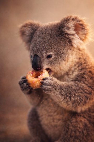 Koala Eating Donut Close Up Wallpaper