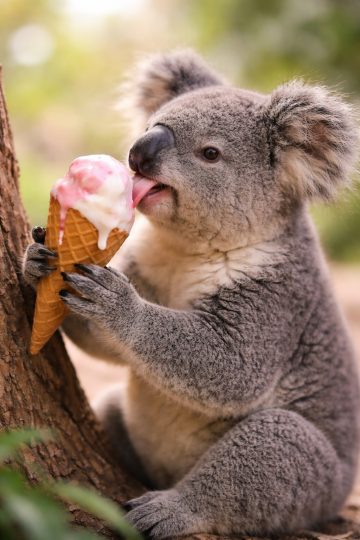 Koala Licking Ice Cream Cone Wallpaper