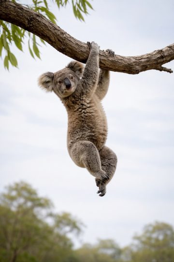 Koala Hanging from Branch Against Open Sky Wallpaper