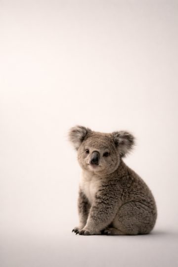 Koala Centered on Soft Beige Minimal Background Wallpaper