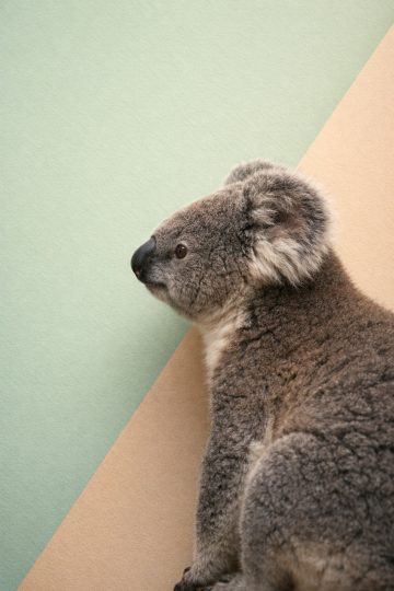 Koala Side Profile with Pastel Minimal Background Wallpaper