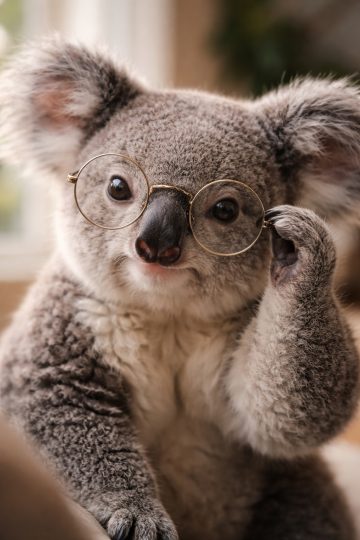 Koala Wearing Round Glasses Close Up Wallpaper