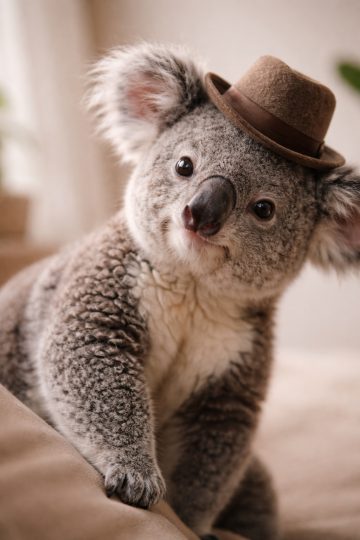 Koala Wearing Small Hat Portrait Wallpaper