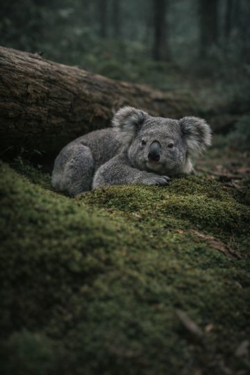 Koala Resting on Mossy Ground in Soft Forest Light Wallpaper