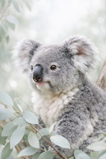 Koala Close Up Among Soft Eucalyptus Leaves Wallpaper