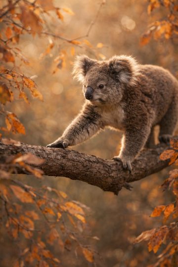 Koala Walking Along Branch in Warm Autumn Light Wallpaper