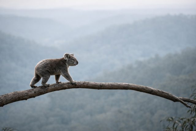 Koala Walking on Long Branch in Wide Landscape Wallpaper