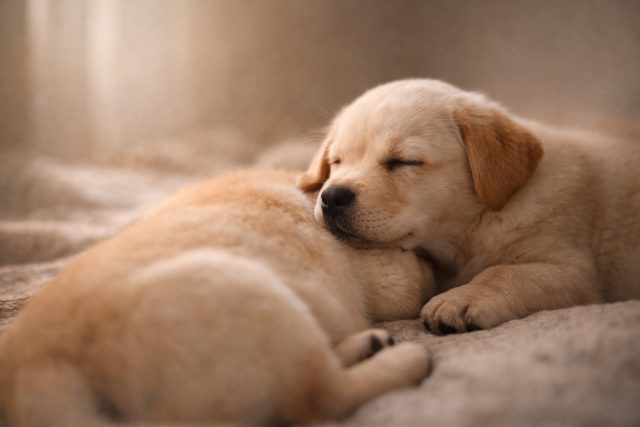 Labrador Puppy Sleeping Cuddle Warm Tones Wallpaper