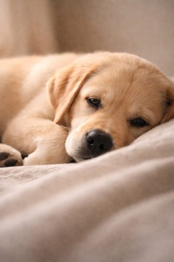 Labrador Puppy Soft Rest Close-Up Emotional Wallpaper