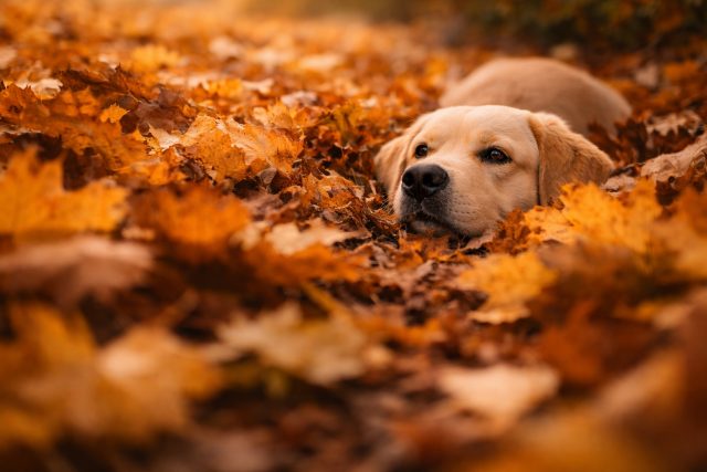 Labrador Retriever Resting in Autumn Leaves Wallpaper
