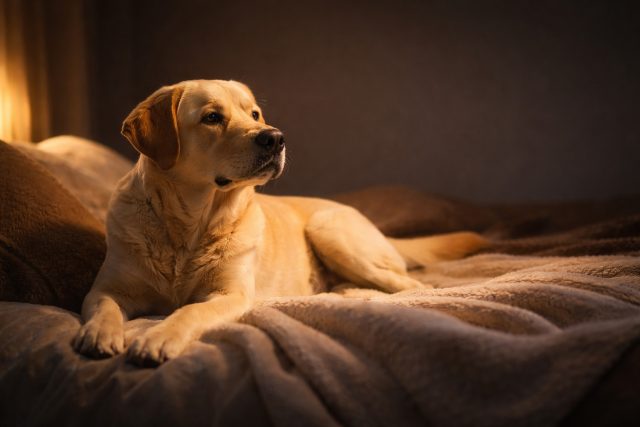 Labrador Retriever Cozy Indoor Warm Light Relaxed Wallpaper