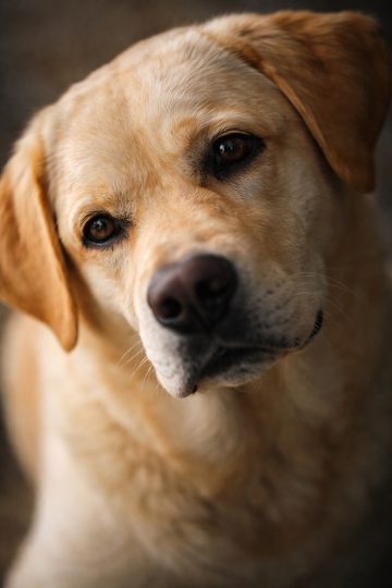 Labrador Retriever Emotional Eye Portrait Close-Up Wallpaper