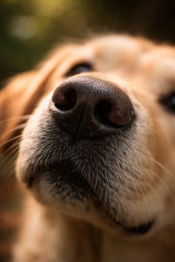 Labrador Retriever Extreme Nose Close-Up Texture Wallpaper