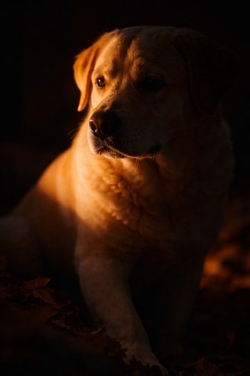 Labrador Retriever Firelight Portrait Dark Contrast Wallpaper