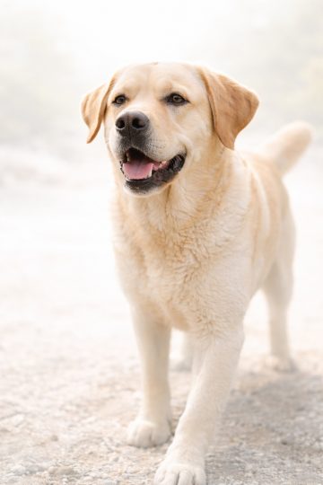 Labrador Retriever in High Key White Soft Light Wallpaper