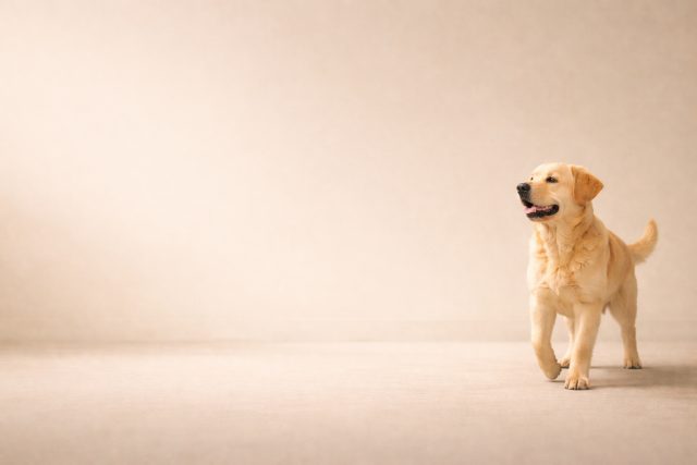 Labrador Retriever Minimal Beige Negative Space Wallpaper