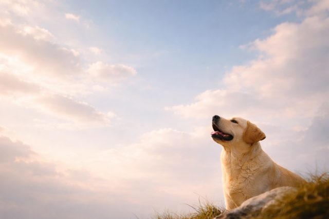 Labrador Retriever Minimal Sky Negative Space Wallpaper