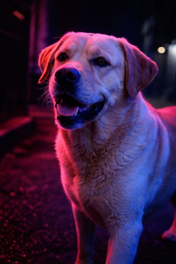 Labrador Retriever in Neon Night Urban Light Wallpaper