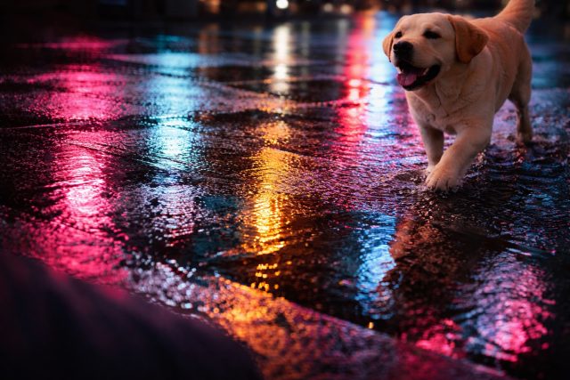 Labrador Retriever Walking on Neon Lit Wet Street Wallpaper