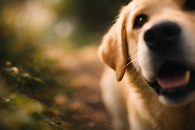 Labrador Retriever Partial Face Blur Close-Up Wallpaper