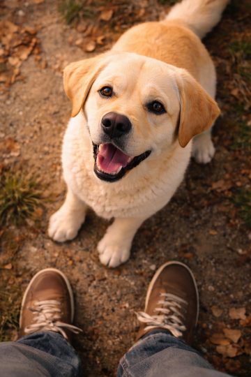 Labrador Retriever Looking Up in POV Interaction Wallpaper