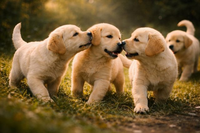Labrador Retriever Puppies Playing in Sunlit Grass Wallpaper