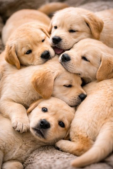 Labrador Retriever Puppy Group Snuggling Close-Up Wallpaper