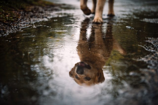 Labrador Retriever Rain Puddle Reflection Moody Wallpaper