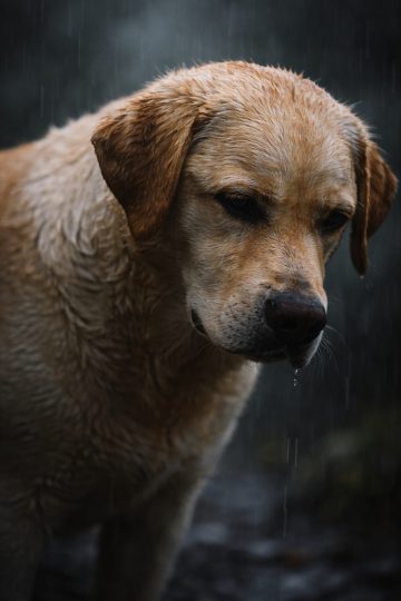 Labrador Retriever Rain Wet Emotional Portrait Wallpaper