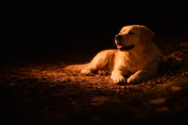 Labrador Retriever Resting in Firelight Ground Glow Wallpaper