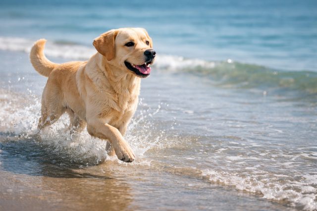 Labrador Retriever Running Beach Water Splash Wallpaper