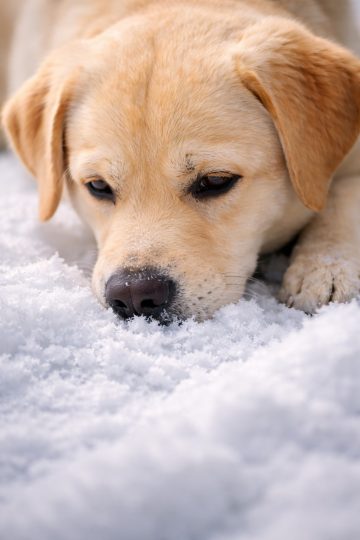 Labrador Retriever Close Up in Soft Snow Wallpaper