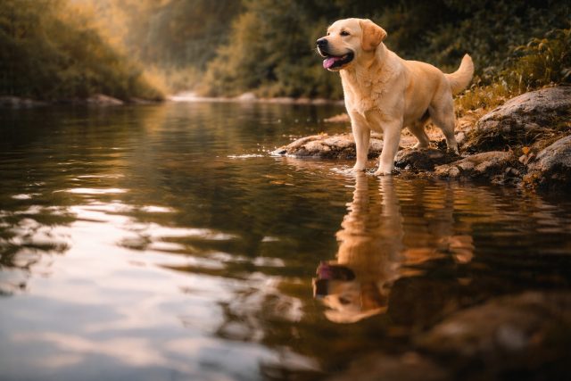 Labrador Retriever Standing in Water Reflection Golden Light Wallpaper
